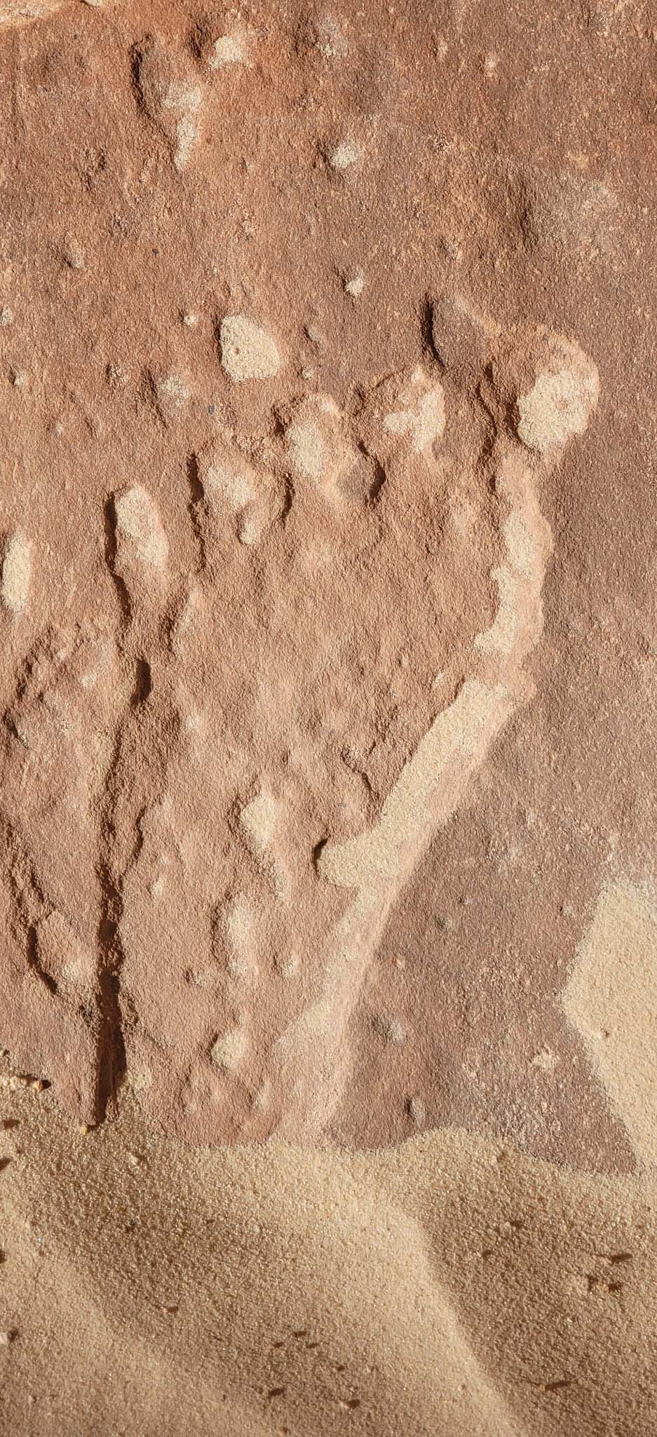 Bigfoot Footprint on Mansard Trail